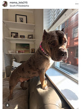 Load image into Gallery viewer, Pink Sugar Bead Collar