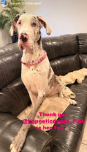 Load image into Gallery viewer, Pink Sugar Bead Collar