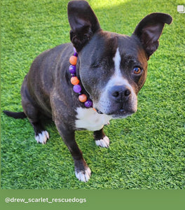 Spellbound Bead Collar