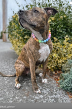Load image into Gallery viewer, Pastel Rainbow Acrylic Bead Collar