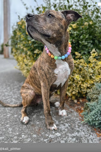 Pastel Rainbow Acrylic Bead Collar