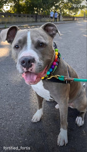 Rainbow 🌈 Acrylic Bead Collar