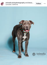 Load image into Gallery viewer, Christmas Frost Bead Collar