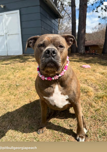 🌼 Pink Ombre Daisies 🌼 Silicone Bead Collar