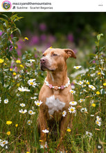 Load image into Gallery viewer, 🌼 Vintage Daisies 🌼 Silicone Bead Collar