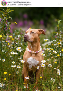 🌼 Vintage Daisies 🌼 Silicone Bead Collar