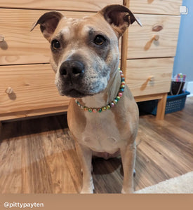 Rainbow XS Mermaid Pearl Bead Collar