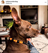 Load image into Gallery viewer, MINI Jack O&#39; Lantern [Small Dog/Cat Bead Collar]