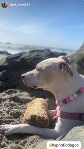 Pink Ombre Leopard Bead Collar