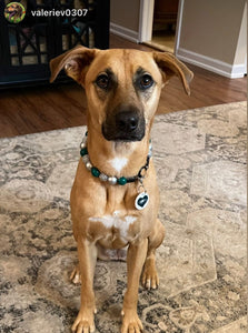 🏈 Football Team Colors Bead Collar