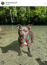 Load image into Gallery viewer, Tropical Punch Bead Collar