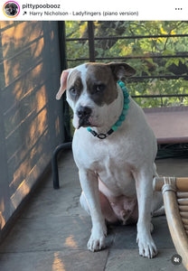 Aquamarine Acrylic Bead Collar