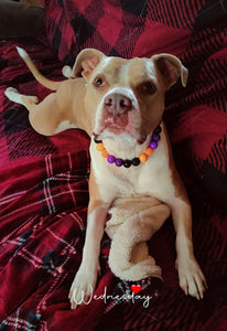 Witching Hour Halloween Bead Collar