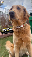 Load image into Gallery viewer, Yoda Bead Collar