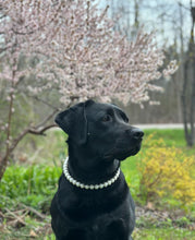 Load image into Gallery viewer, Mini White Pearl Single Strand Acrylic Bead Collar