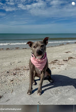 Load image into Gallery viewer, 💗 Pearly Pink Sweetheart 💗 Bead Collar