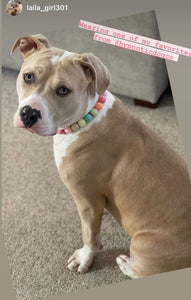 Rainbow Sherbet Bead Collar