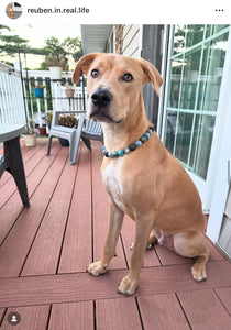 Thunder Bay Acrylic Bead Collar