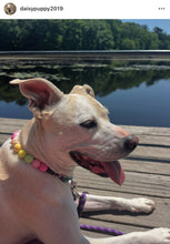 Load image into Gallery viewer, Citrus Sunrise Bead Collar