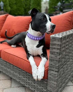 Purple Rain Triplo Acrylic Bead Collar