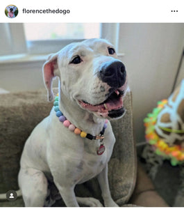 Pastel Rainbow Acrylic Bead Collar