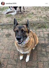 Load image into Gallery viewer, Spring POP Bead Collar