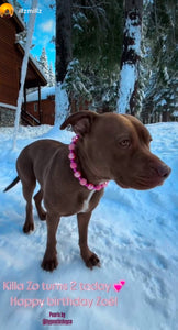 Pink Disco Bead Collar