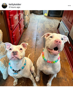 Tropical Punch Bead Collar