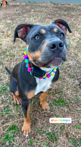 Rainbow Tie Dye Acrylic Bead Collar