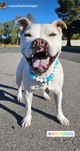 "The Big Lebowski" Acrylic Bead Collar