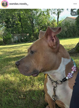 Load image into Gallery viewer, 🌼 Spring Fling Daisies 🌼 Silicone Bead Collar