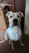 Load image into Gallery viewer, Pastel Rainbow Acrylic Bead Collar