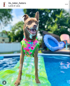 Tropical Punch Bead Collar