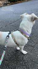 Load image into Gallery viewer, Purple Jelly Mini Bead Collar [Small Dog/Cat Bead Collar]