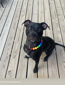 Rainbow 🌈 Acrylic Bead Collar