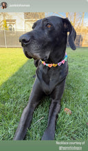 Load image into Gallery viewer, PERSONALIZED Candy Sweetheart Bead Collar
