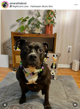 Load image into Gallery viewer, Midnight Cauldron Halloween Glow Bead Collar