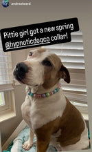 Load image into Gallery viewer, Spring POP Bead Collar