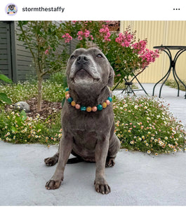 Teal Rose Bead Collar