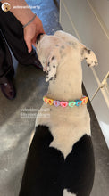 Load image into Gallery viewer, PERSONALIZED Candy Sweetheart Bead Collar