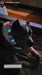 Magenta Glow Acrylic Bead Collar