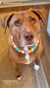 Spring Bloom Acrylic Bead Collar