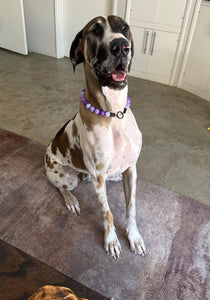 Purple Ombre Acrylic Bead Collar