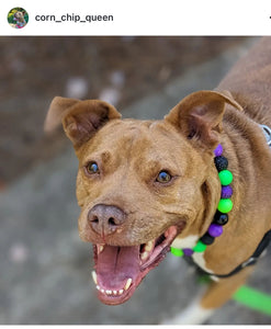 Monster Bash Bead Collar