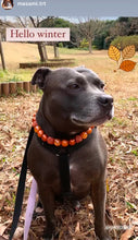 Load image into Gallery viewer, Autumn Leaves 🍂 Bead Collar