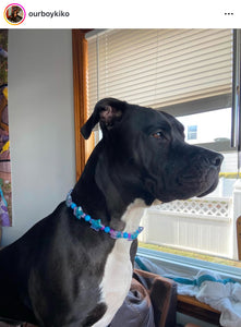 Blue Raspberry Stars Bead Collar