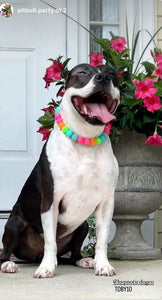 Tropical Punch Bead Collar