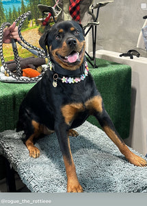 Field of Daisies 🌼 [Decorative Only] Bead Collar