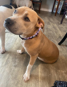 Lavender Clouds Acrylic Bead Collar