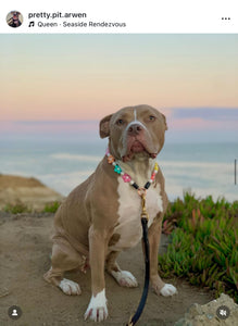 🌼 Multicolor Daisies 🌼 Silicone Bead Collar